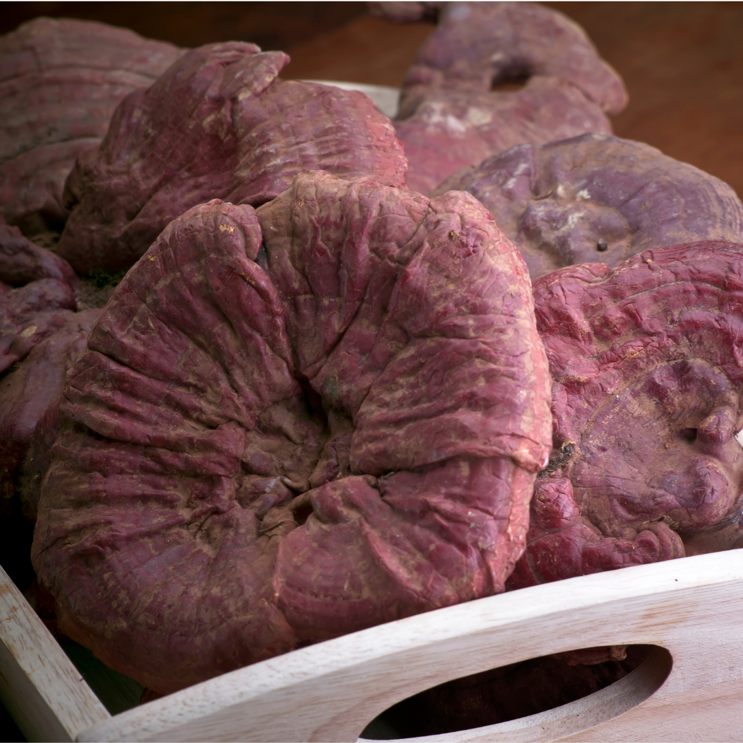 White tray with organic reishi mushrooms