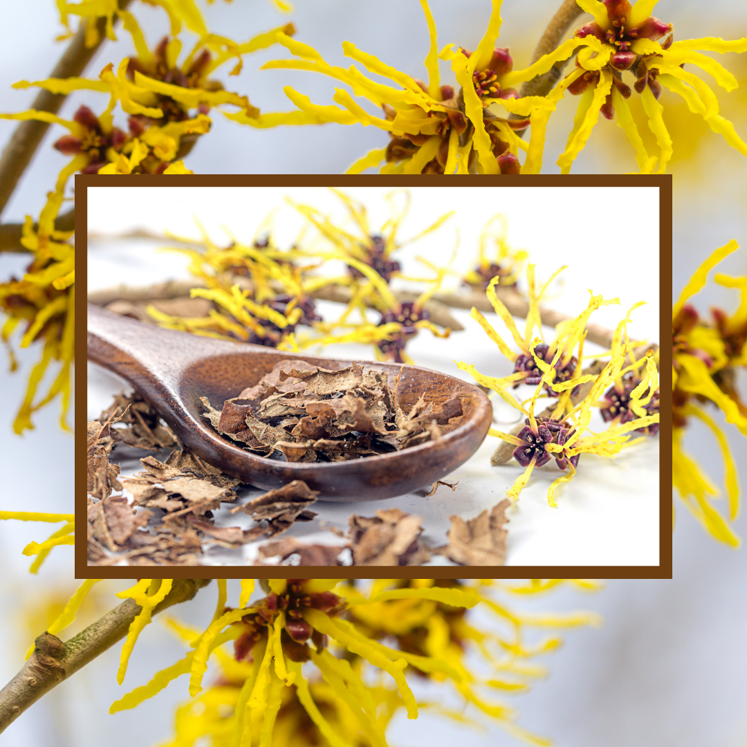 fresh witch hazel and dried witch hazel in a wooden spoon