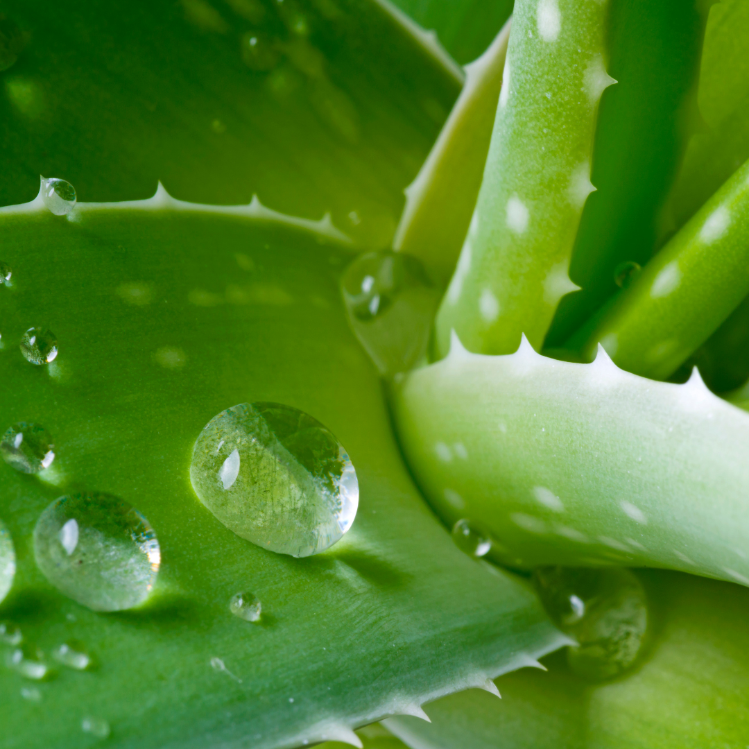 Aloe vera leaves with droplets of water