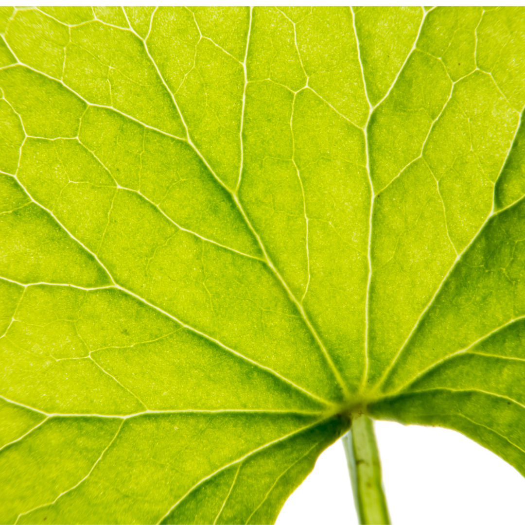 up close image of a gotu kola leaf