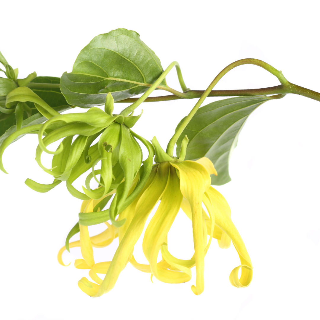 The beautiful yellow ylang ylang flower with green leaves