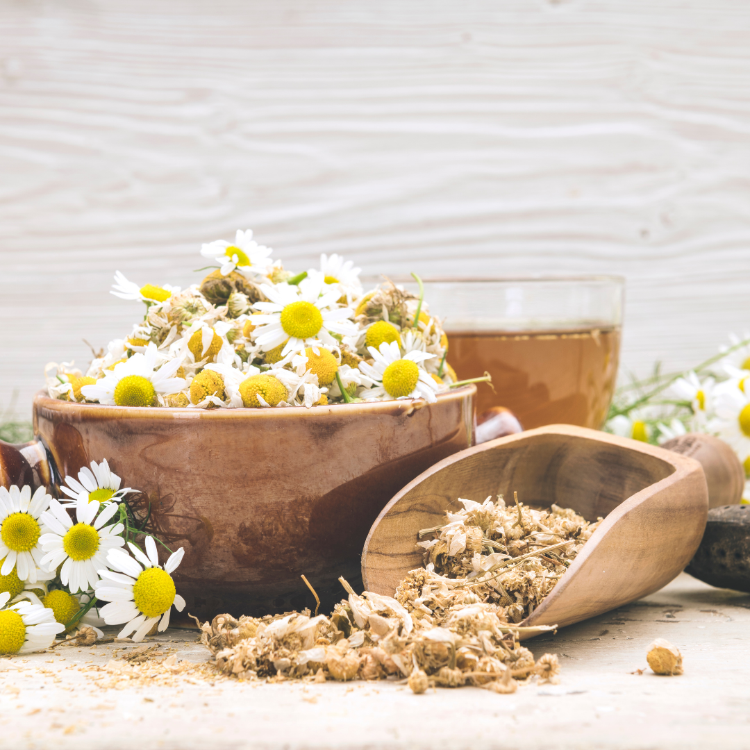 fresh chamomile and dried chamomile flowers used to product chamomile extract