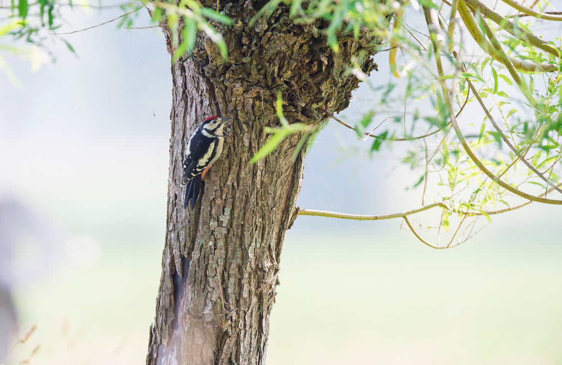 Acne clearing natural salicylic acid comes from the bark of this tree